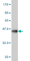WB - YY1 Antibody (monoclonal) (M03) AT4564a